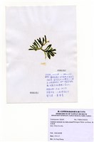 藏品(棒型總狀蕨藻)的圖片